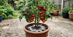 A única coisa que falta para que os tomates cultivados em casa sejam doces como mel