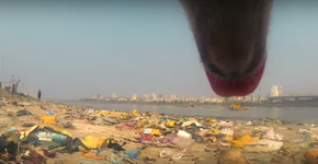 Câmera no pescoço de cão em situação de rua mostra como ele faz para sobreviver