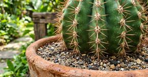 Jogar areia grossa sobre a terra dos cactos: veja para que serve e por que é recomendado