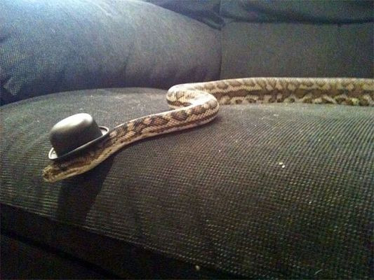 Internautas publicam fotos de cobras usando chapéu (Reprodução/Bored Panda)