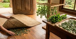 Folhas de hortelã secas embaixo do tapete: o segredo simples para uma casa sem formigas e com cheiro agradável