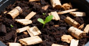 Não é por beleza: Por que é recomendado colocar rolhas na terra das plantas e para que servem