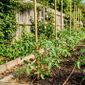 Da redação: Como plantar tomates com a distância certa para colher mais e dar o espaço necessário para eles crescerem bem