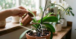 Recupere a orquídea sem flores usando água de arroz de forma estratégica na rega semanal