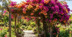 Trepadeiras resistentes que crescem rapidamente e florescem durante meses: as favoritas dos jardineiros para transformar qualquer espaço