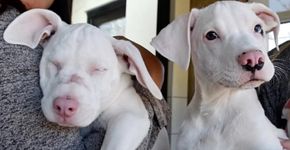 Cachorro cuida de irmã cega e surda em abrigo
