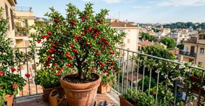 A árvore com um dos frutos mais ricos em vitamina C do mundo: como cultivá-la em vaso e colher acerolas em casa