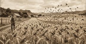 Em 1867, Canterbury soltou 40 pardais para combater pragas; 15 anos depois, a Nova Zelândia envenenava as aves e pagava recompensas após elas atacarem plantações de grãos