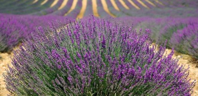 Conheça os campos de lavanda e os ateliês de arte em Cunha