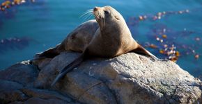8 curiosidades interessantes sobre as focas