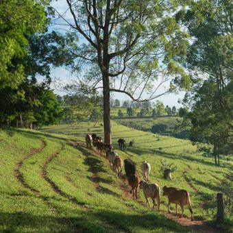 Featured mobile: Fazenda em Pardinho (SP) oferece roteiro de experiências