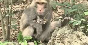 Vídeo mostra macaca cuidando de filhote de gato