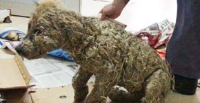 Cachorro quase morre após crianças passarem cola em seu corpo
