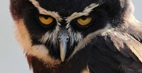 A beleza majestosa e exótica das corujas