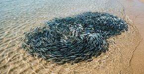 Tubarões foram observados saindo parcialmente da água para perseguir peixes até a faixa de areia