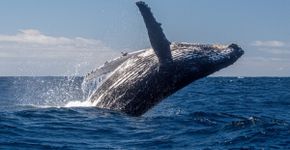 Baleia-jubarte: 7 curiosidades sobre a gigante do oceano 
