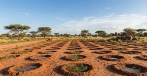 Eles levaram milhões de abelhas para salvar o Saara e acabaram derretidas: a solução para deter o deserto acabou sendo a geometria