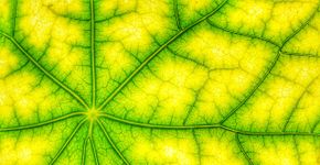 Cientistas chocam o mundo ao criar material que funciona como pulmão