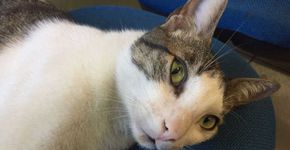 Gatinho é adotado e vira mascote de delegacia no Piauí