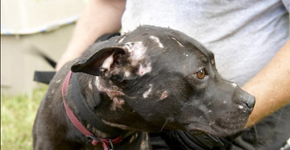 Tribunal decide pela vida de 28 pit bulls resgatados de rinhas