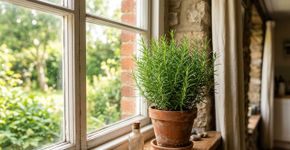 Como cultivar alecrim com galhos vigorosos, aromáticos e de crescimento constante, que podem ser colhidos o ano todo mesmo em vasos pequenos em ambientes internos