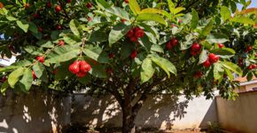 A árvore que é campeã de sombra e dá frutos vermelhos que são verdadeiros doces naturais