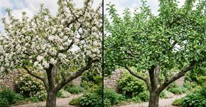 Agrônomos explicam por que algumas árvores frutíferas florescem, mas não chegam a formar frutos