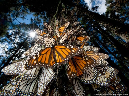 México - Imagem: Joel Sartore