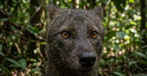 O cachorro selvagem da Amazônia que quase ninguém conhece: tem orelhas curtas e é tão esquivo que raramente é visto