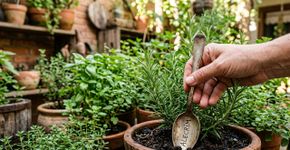 Uma colher de metal pode virar um marcador de plantas diferente para o jardim