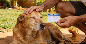 O desafio de como fazer o seu cachorro viver mais com saúde e alegria