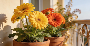 A planta que floresce todos os dias do ano e pode ser plantada em vaso