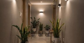 Plantas para casa sem luz: Zero luz, zero experiência, máximo estilo verde em casa