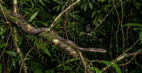 Uma ilha inteira foi colonizada por um pequeno grupo de cobras, e pesquisadores agora sabem como elas conseguiram