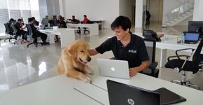 Empresa libera animais de estimação em ambiente de trabalho
