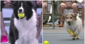 Cães viram catadores de bolinhas durante partida de tênis; veja vídeo