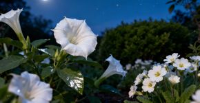 Essas plantas ‘acordam’ à noite e deixa todos encantados com sua flores e beleza