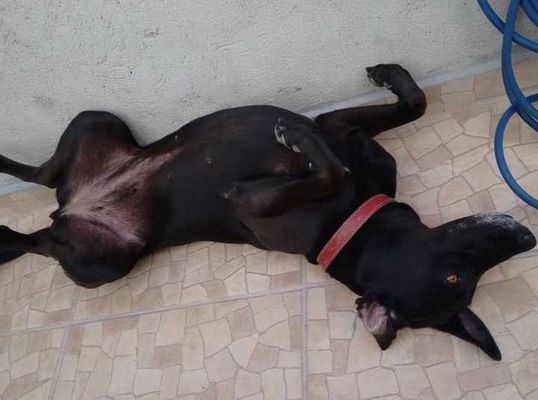 Veja alguns dos cães e gatos que já estão participando do #MostreABarriguinha!