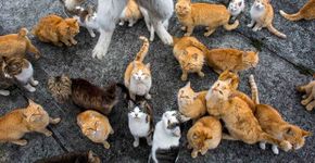 Ilha no Japão tem mais gatos do que seres-humanos