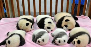 ONG chinesa cria creche de pandas