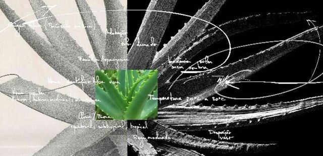 Exposição ‘A vida interior das plantas de interior’