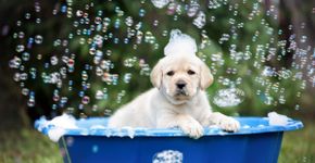 10 cuidados importantes no primeiro banho do cachorro filhote 