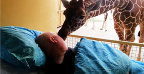 Girafa se despede de seu cuidador com um ‘beijo’