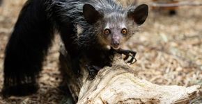 Um curioso animal da floresta com um dedo que parece varinha mágica