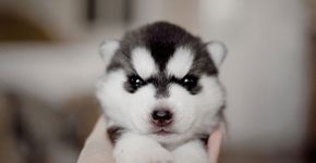 Fotógrafa compartilha sua rotina em canil especializado na raça husky