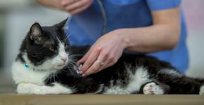 Foto: (iStock/FatCamera)