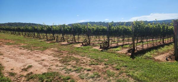 A  vinícola Arpuro planta 14 espécies de uvas