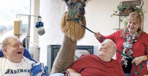 Lhama Terapia leva leva conforto para pacientes de hospital