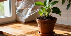 Não é a da torneira: Qual é a melhor água para regar as suas plantas
