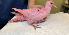 Foto: (Reprodução/Facebook/Wild Bird Fund)